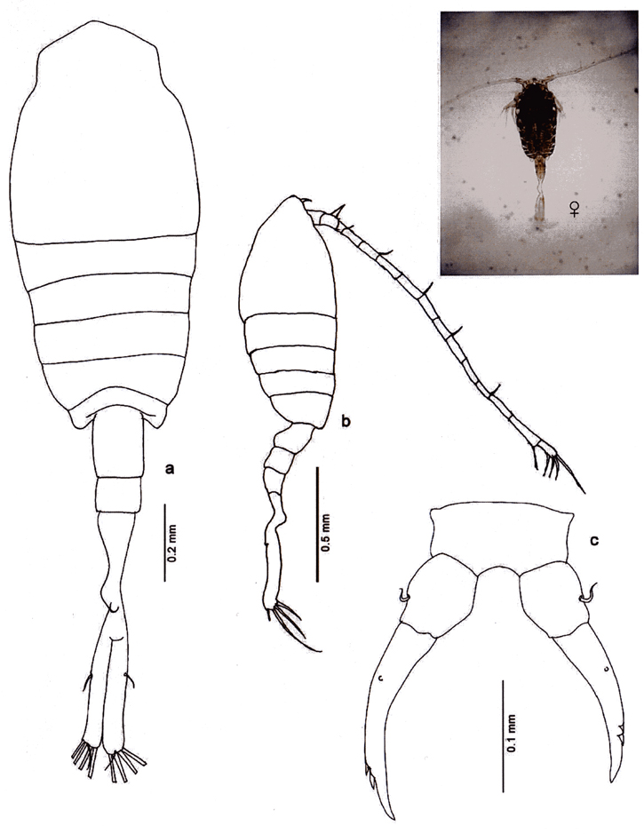 Espèce Tortanus (Tortanus) gracilis - Planche 7 de figures morphologiques