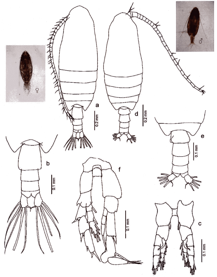 Species Canthocalanus pauper - Plate 9 of morphological figures