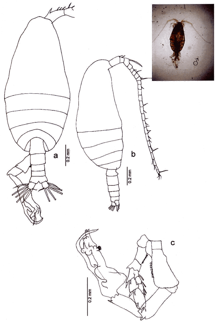 Species Cosmocalanus darwini - Plate 18 of morphological figures