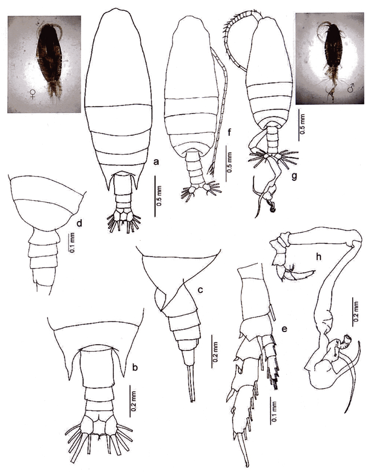 Species Undinula vulgaris - Plate 28 of morphological figures