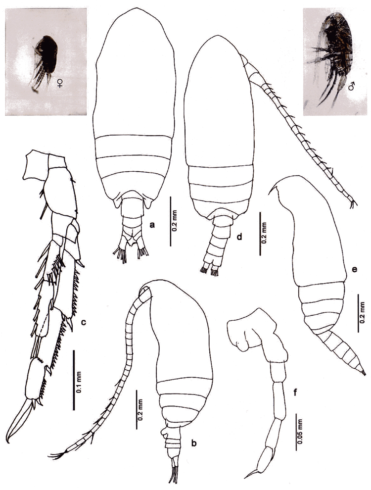 Species Acrocalanus gibber - Plate 9 of morphological figures