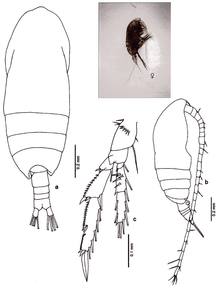 Espèce Acrocalanus longicornis - Planche 19 de figures morphologiques