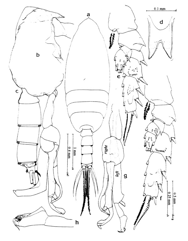 Espce Scottocalanus thori - Planche 1 de figures morphologiques