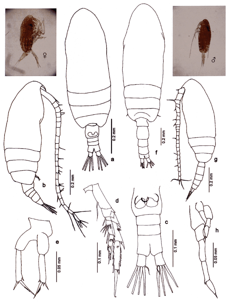 Espèce Paracalanus aculeatus - Planche 14 de figures morphologiques