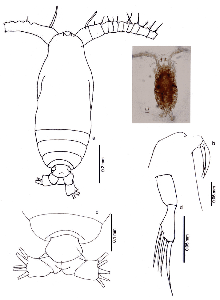 Species Calocalanus pavo - Plate 18 of morphological figures