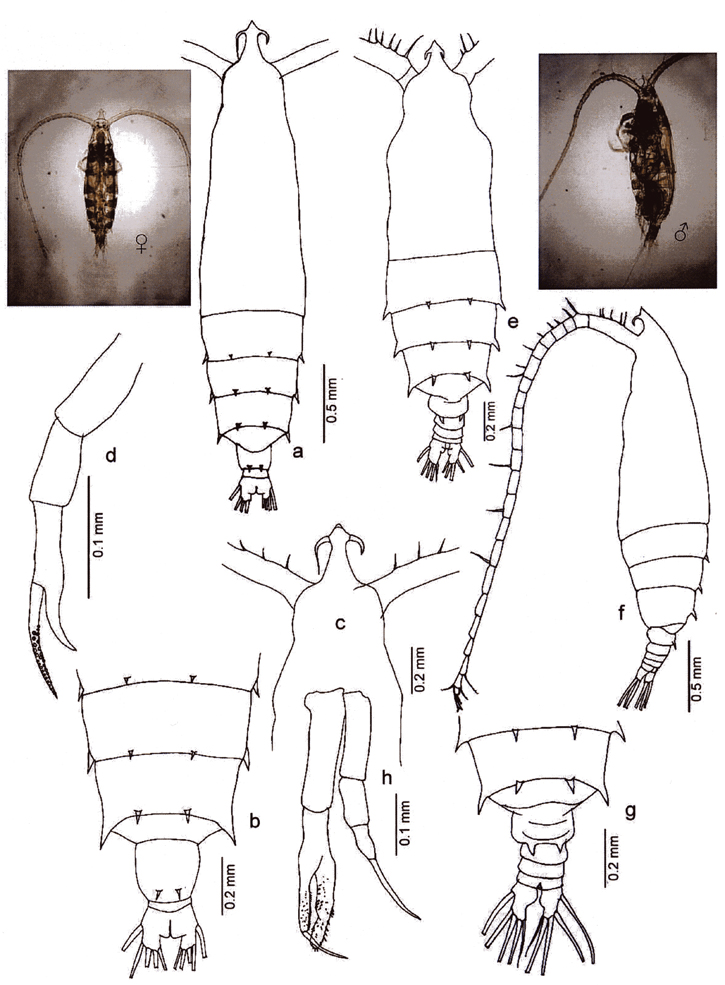 Espèce Rhincalanus cornutus - Planche 3 de figures morphologiques