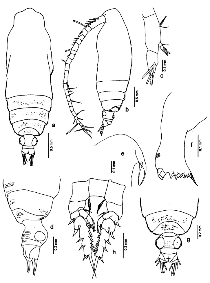 Species Subeucalanus crassus - Plate 18 of morphological figures