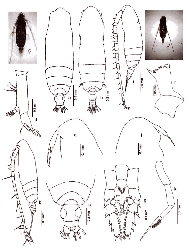 Species Subeucalanus subcrassus - Plate 11 of morphological figures