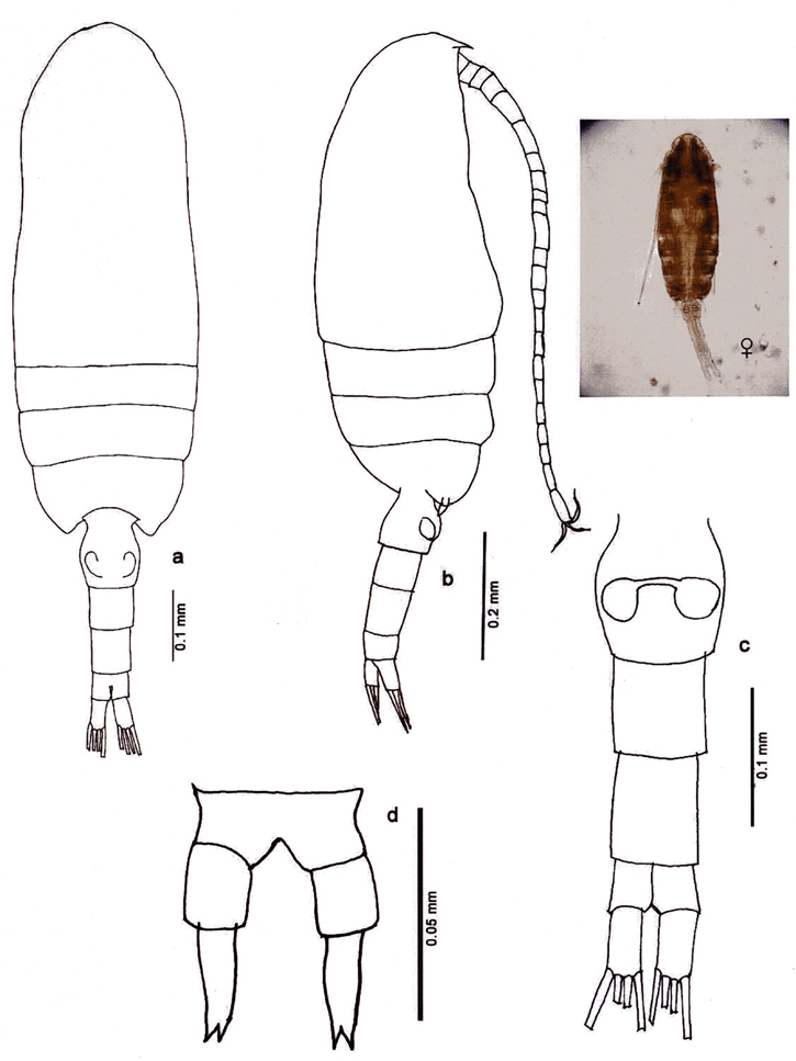 Espèce Clausocalanus furcatus - Planche 18 de figures morphologiques