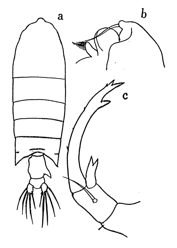 Espce Pontellopsis grandis - Planche 2 de figures morphologiques