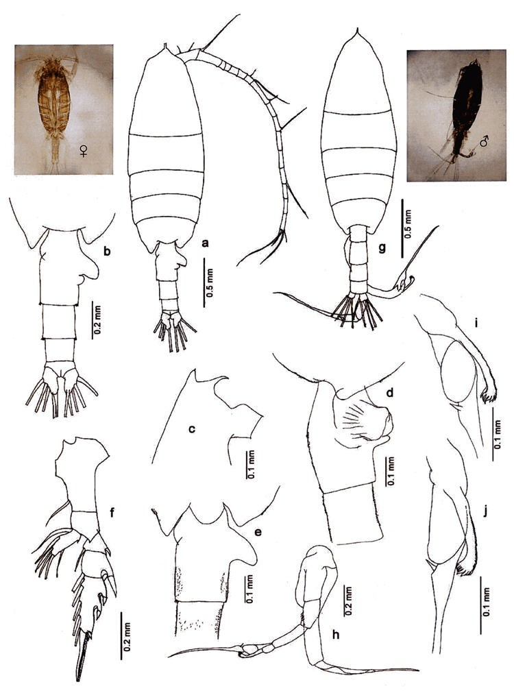 Espèce Euchaeta concinna - Planche 24 de figures morphologiques