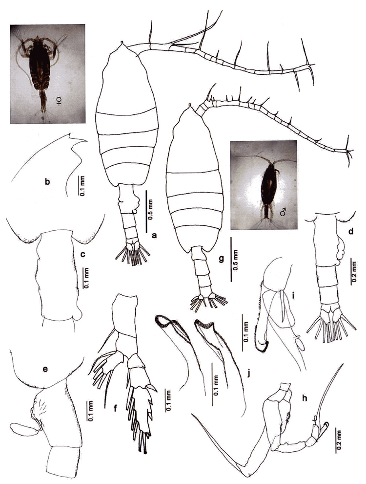 Espce Euchaeta indica - Planche 9 de figures morphologiques