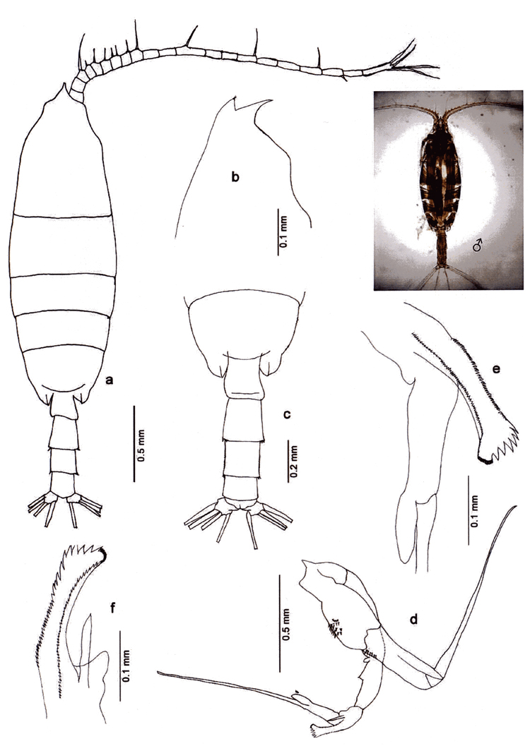 Espce Euchaeta rimana - Planche 17 de figures morphologiques