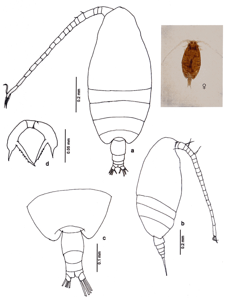 Espce Scolecithricella longispinosa - Planche 2 de figures morphologiques