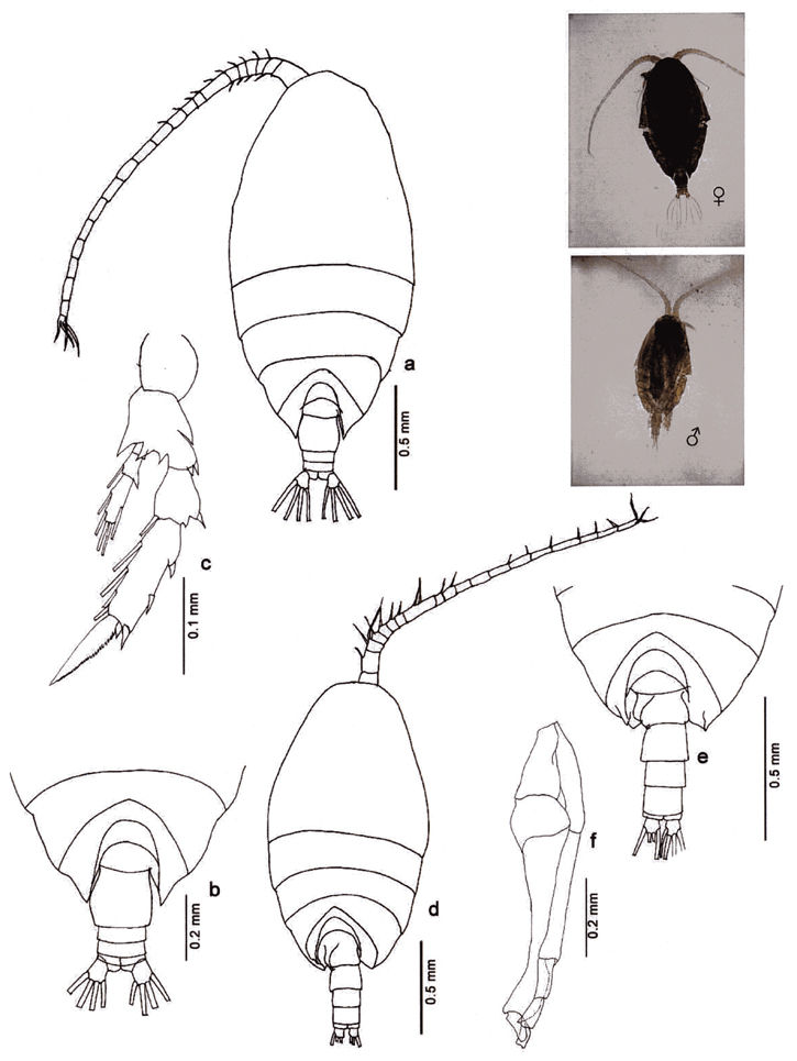 Espèce Scolecithrix danae - Planche 29 de figures morphologiques