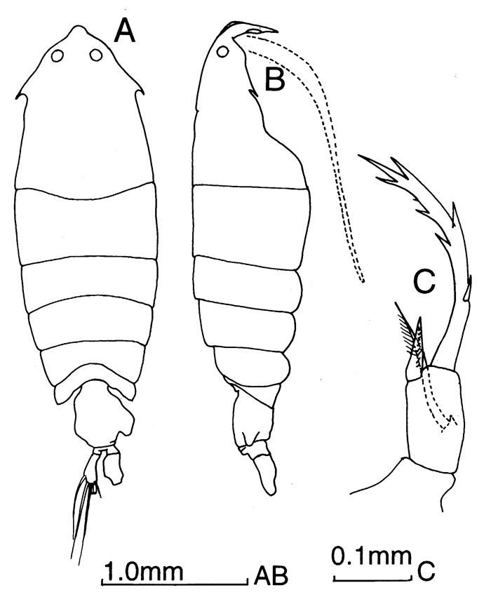 Espce Pontella valida - Planche 3 de figures morphologiques
