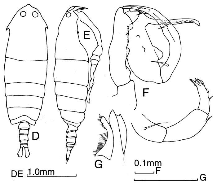 Species Pontella valida - Plate 4 of morphological figures