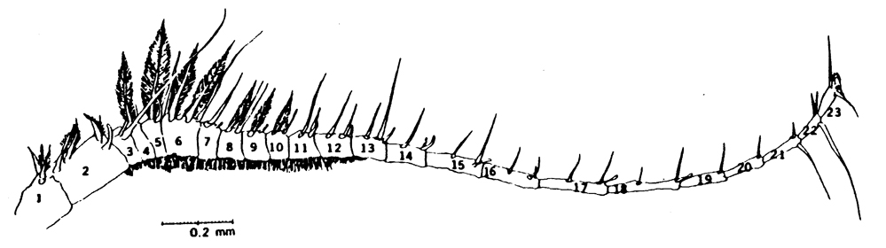 Espce Labidocera madurae - Planche 6 de figures morphologiques