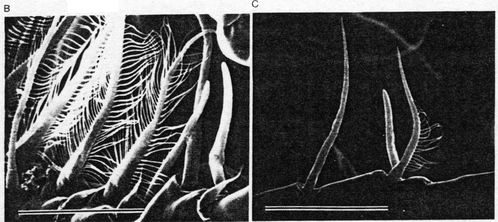Espce Labidocera madurae - Planche 7 de figures morphologiques