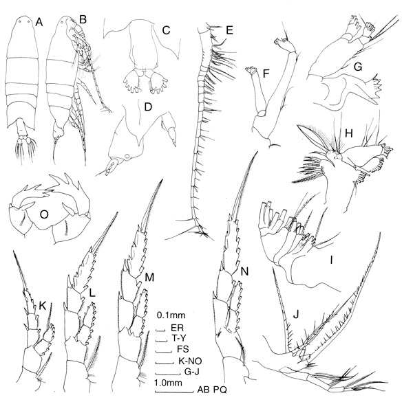 Espèce Labidocera cervi - Planche 2 de figures morphologiques