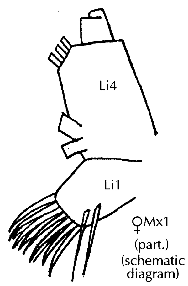 Species Paraeuchaeta dactylifera - Plate 3 of morphological figures
