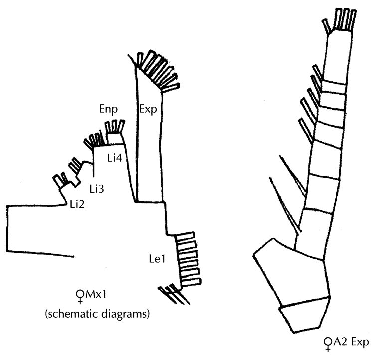 Espce Euaugaptilus aliquantus - Planche 3 de figures morphologiques