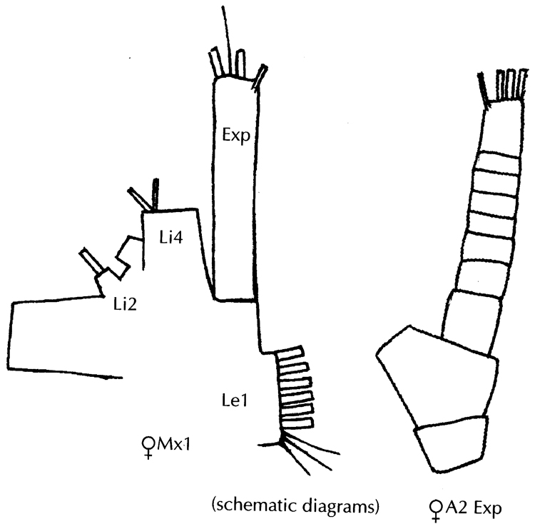 Espce Euaugaptilus austrinus - Planche 4 de figures morphologiques
