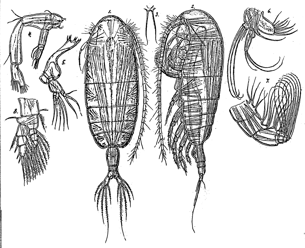 Espce Euaugaptilus clavatus - Planche 1 de figures morphologiques
