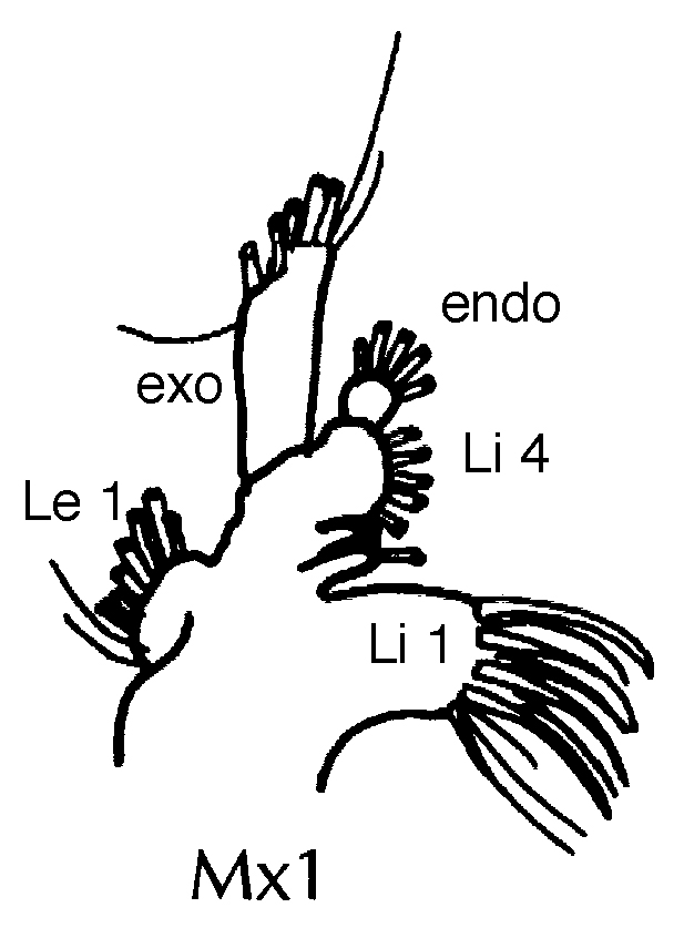 Espèce Euaugaptilus maxillaris - Planche 7 de figures morphologiques