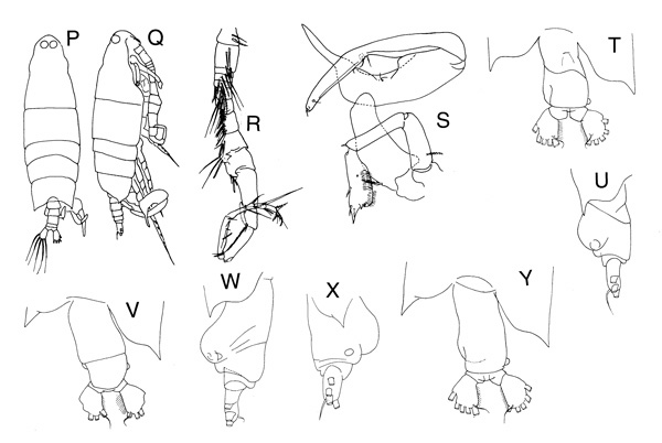 Espèce Labidocera cervi - Planche 3 de figures morphologiques