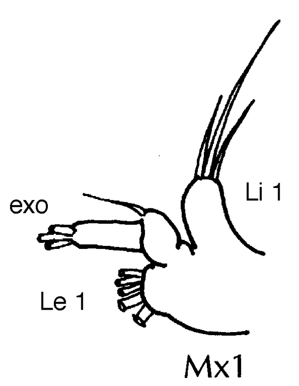 Espce Euaugaptilus longimanus - Planche 10 de figures morphologiques