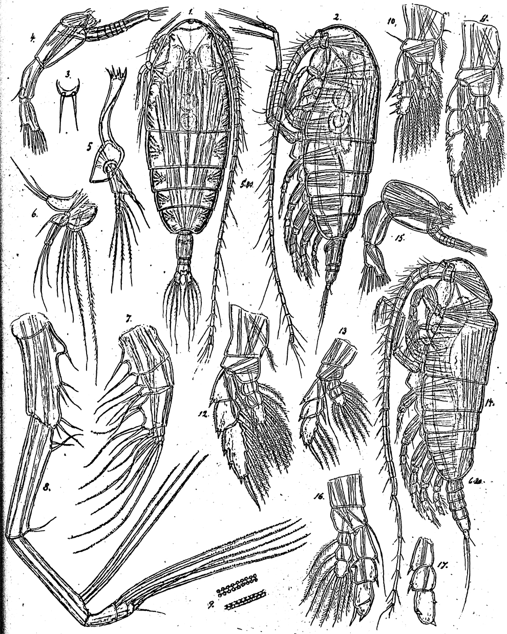 Species Euaugaptilus longimanus - Plate 11 of morphological figures