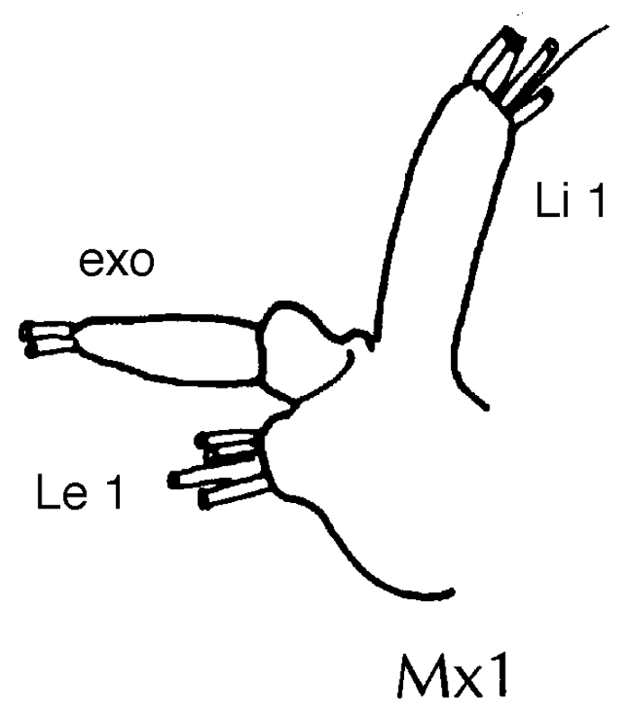 Espce Euaugaptilus latifrons - Planche 10 de figures morphologiques
