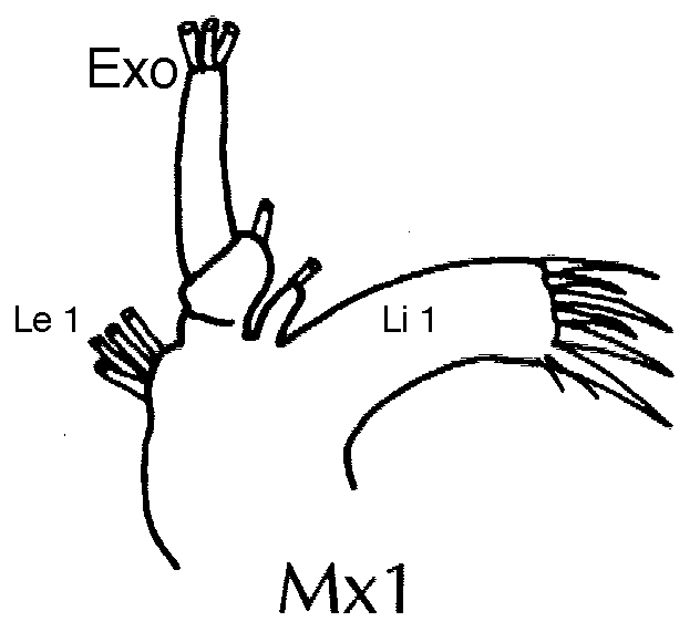 Espce Euaugaptilus facilis - Planche 11 de figures morphologiques