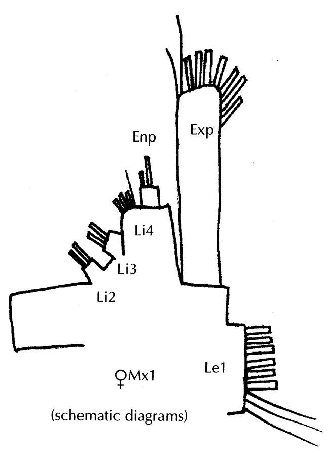 Espce Euaugaptilus perasetosus - Planche 3 de figures morphologiques