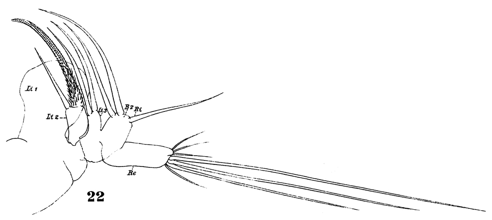 Espce Euaugaptilus squamatus - Planche 6 de figures morphologiques