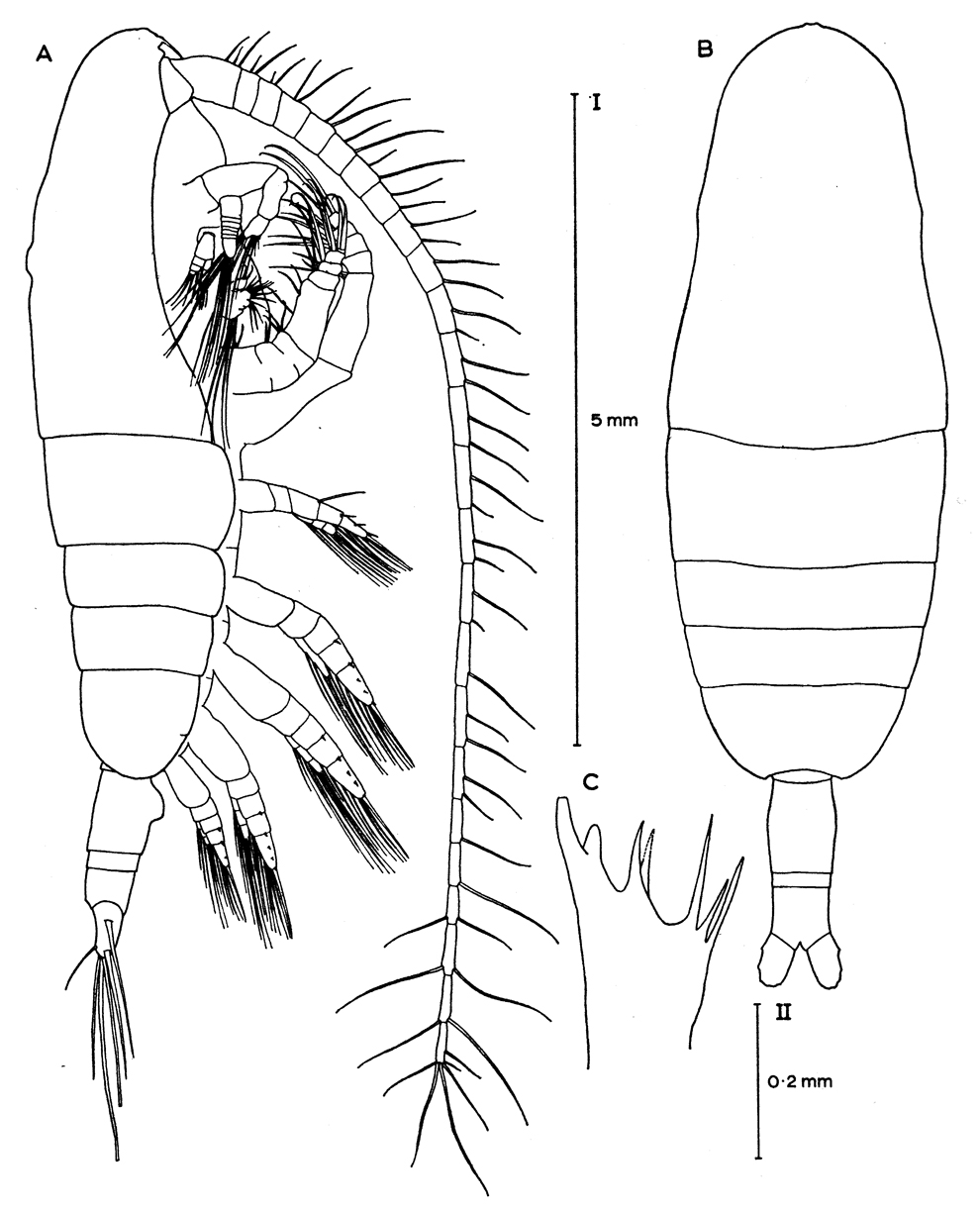 Espce Euaugaptilus hulsemannae - Planche 1 de figures morphologiques