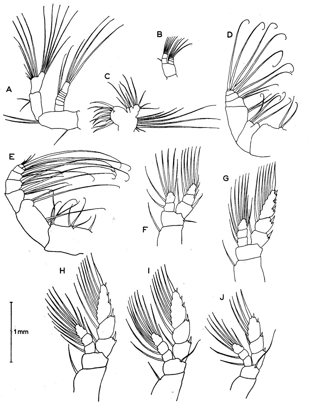 Species Euaugaptilus hulsemannae - Plate 2 of morphological figures
