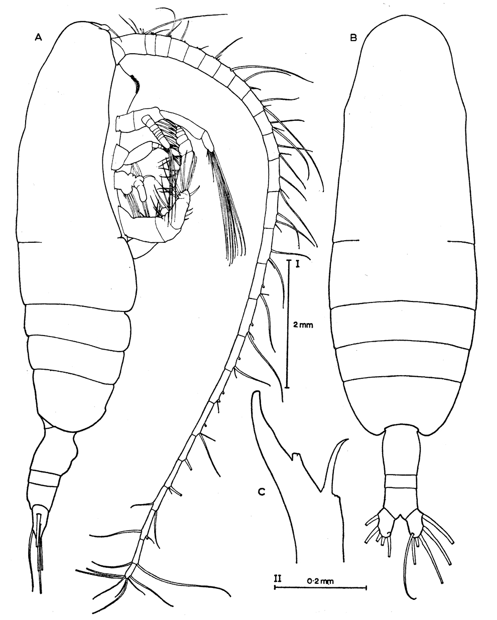 Espce Euaugaptilus paroblongus - Planche 1 de figures morphologiques
