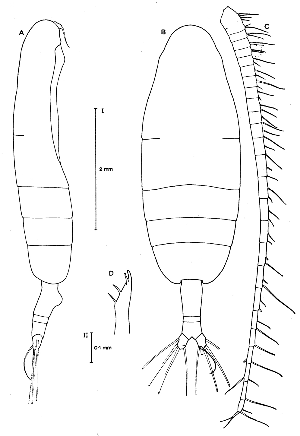 Espce Euaugaptilus roei - Planche 1 de figures morphologiques