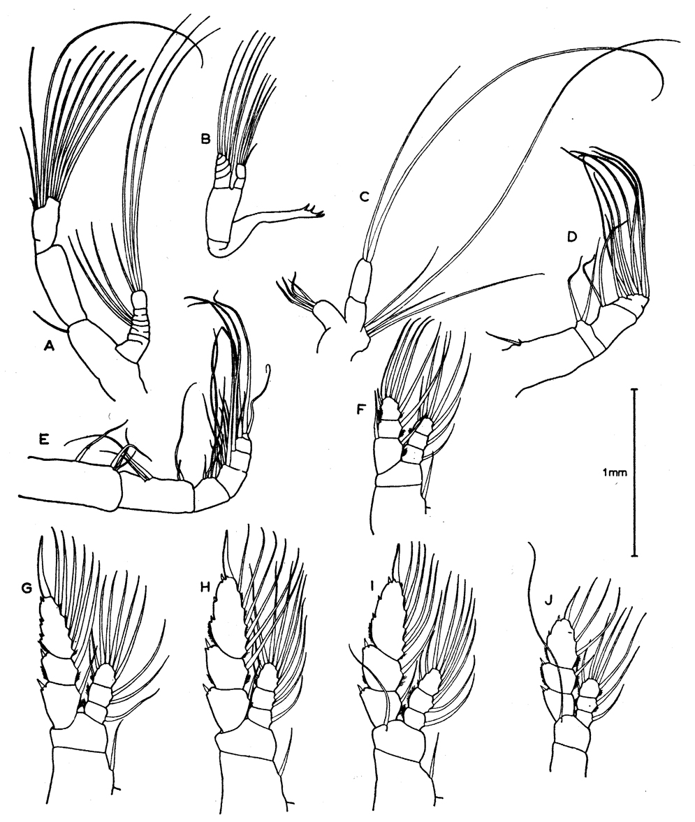 Espce Euaugaptilus roei - Planche 2 de figures morphologiques