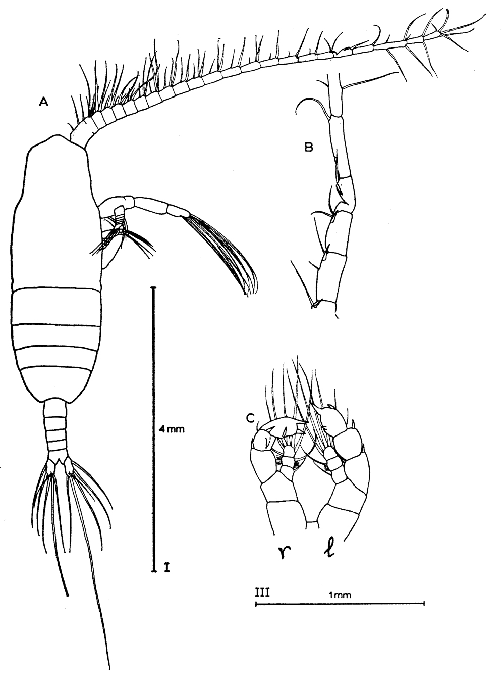 Species Euaugaptilus facilis - Plate 12 of morphological figures