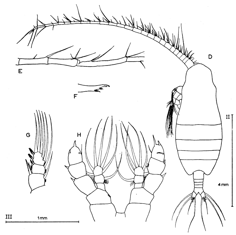 Espce Euaugaptilus squamatus - Planche 9 de figures morphologiques