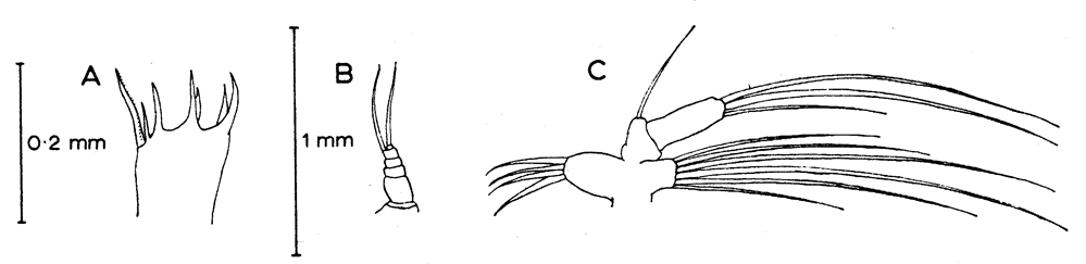Species Euaugaptilus truncatus - Plate 2 of morphological figures
