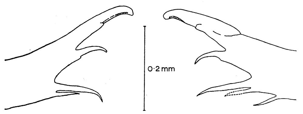 Species Euaugaptilus laticeps - Plate 12 of morphological figures