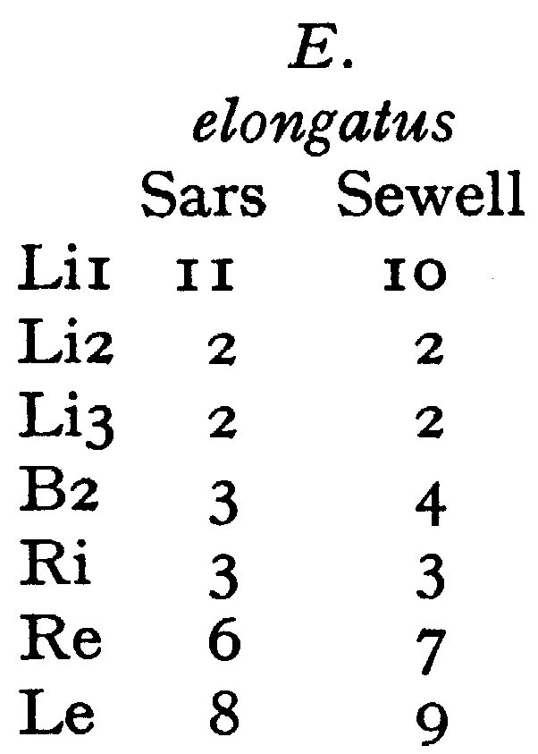 Species Euaugaptilus elongatus - Plate 7 of morphological figures