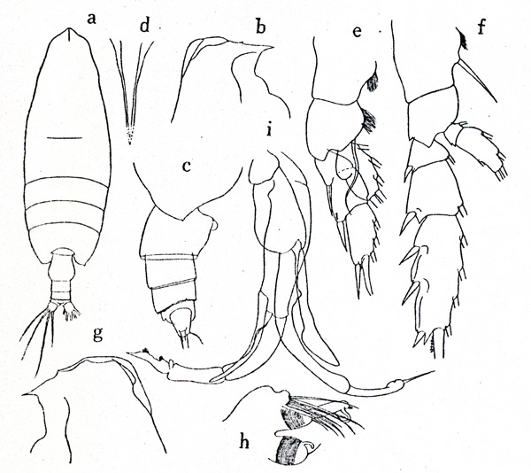 Species Chirundina streetsii - Plate 1 of morphological figures