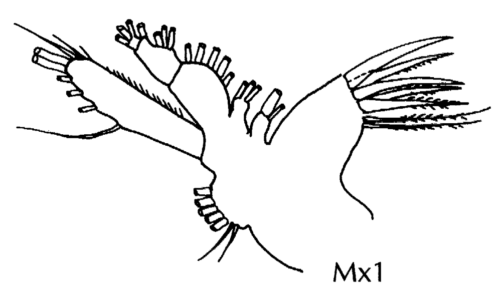 Espce Haloptilus chierchiae - Planche 10 de figures morphologiques