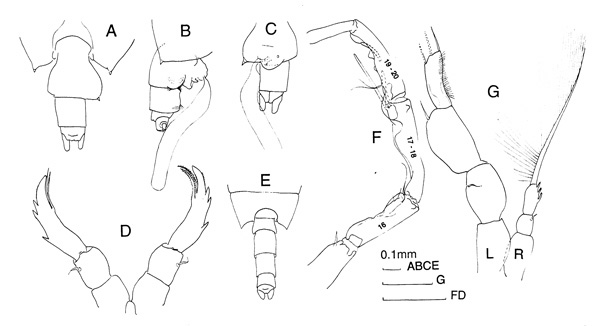 Espce Candacia worthingtoni - Planche 3 de figures morphologiques
