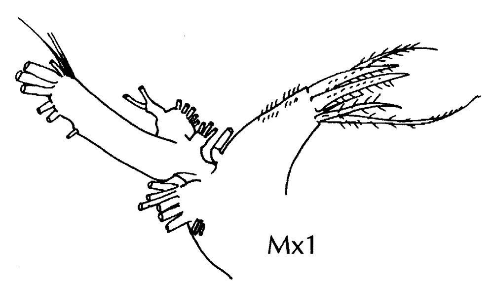 Espce Haloptilus ornatus - Planche 15 de figures morphologiques